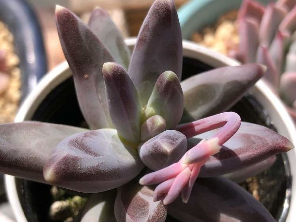 千代田の松　鉢植え　株