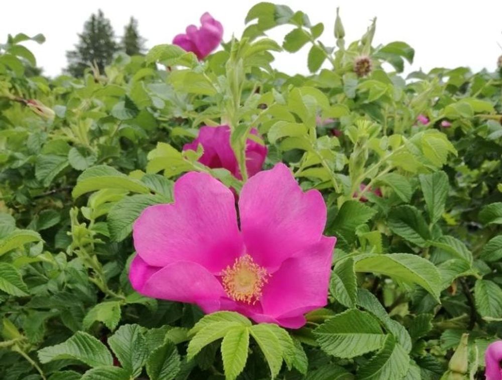 ハマナス　ピンク色の花