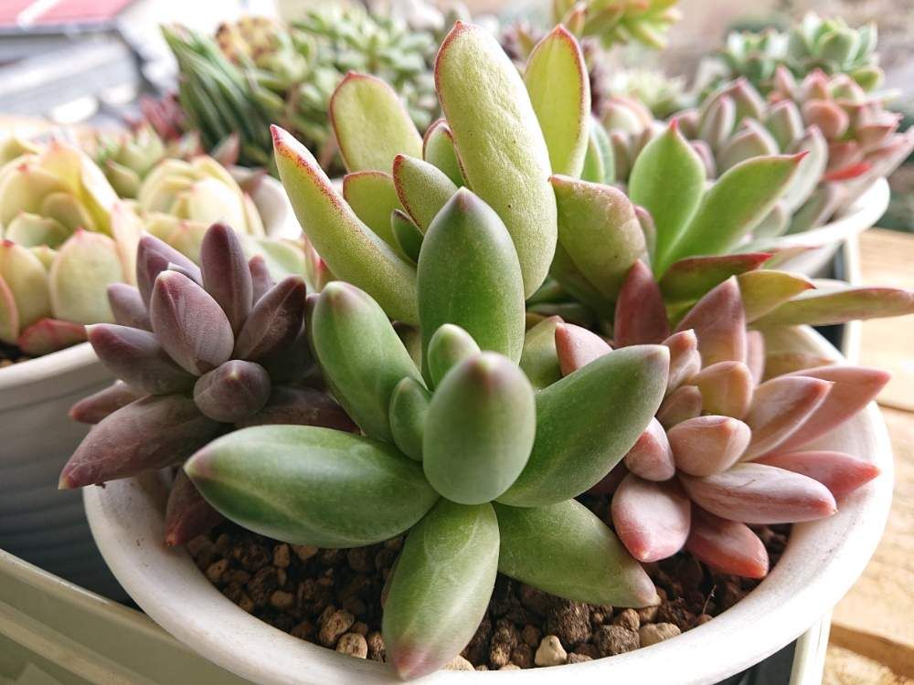 千代田の松　寄植え