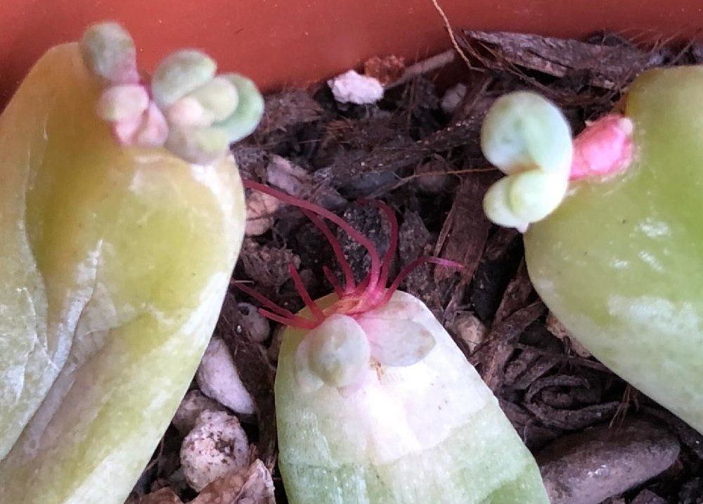 千代田の松　葉挿し