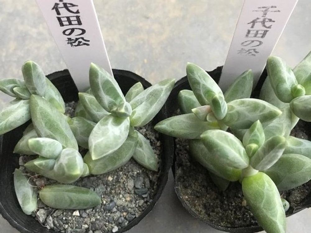 千代田の松　株