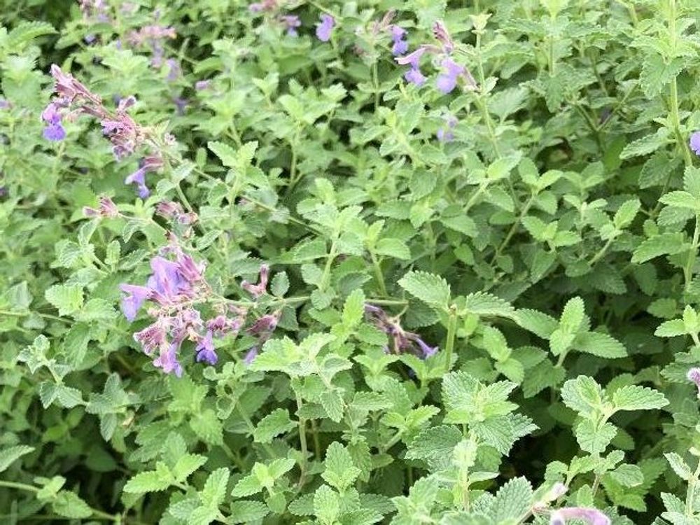 オレガノ　紫色の花