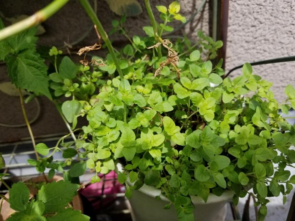 オレガノ　鉢植え　葉