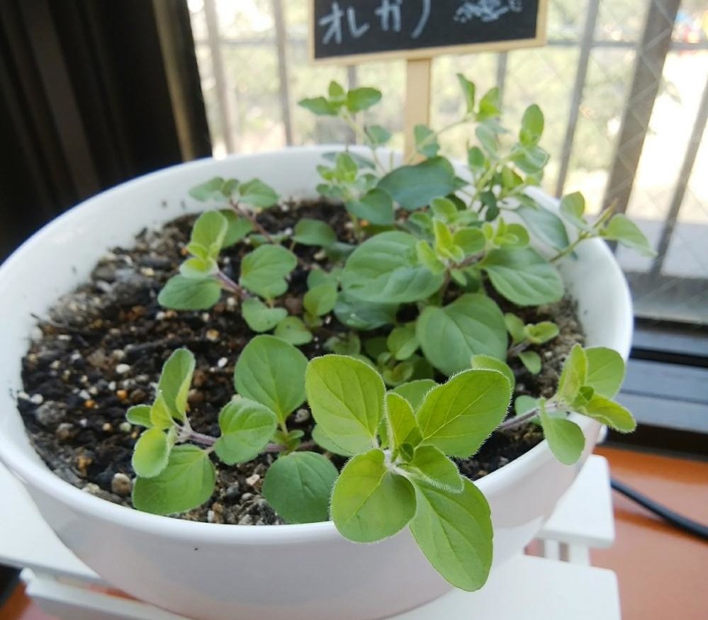 オレガノの育て方 種まき時期や水やり方法は 室内でも栽培できる Greensnap グリーンスナップ