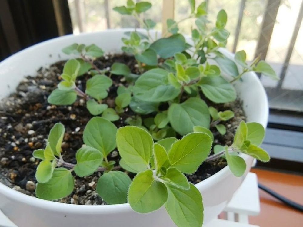 オレガノ　鉢植え　葉
