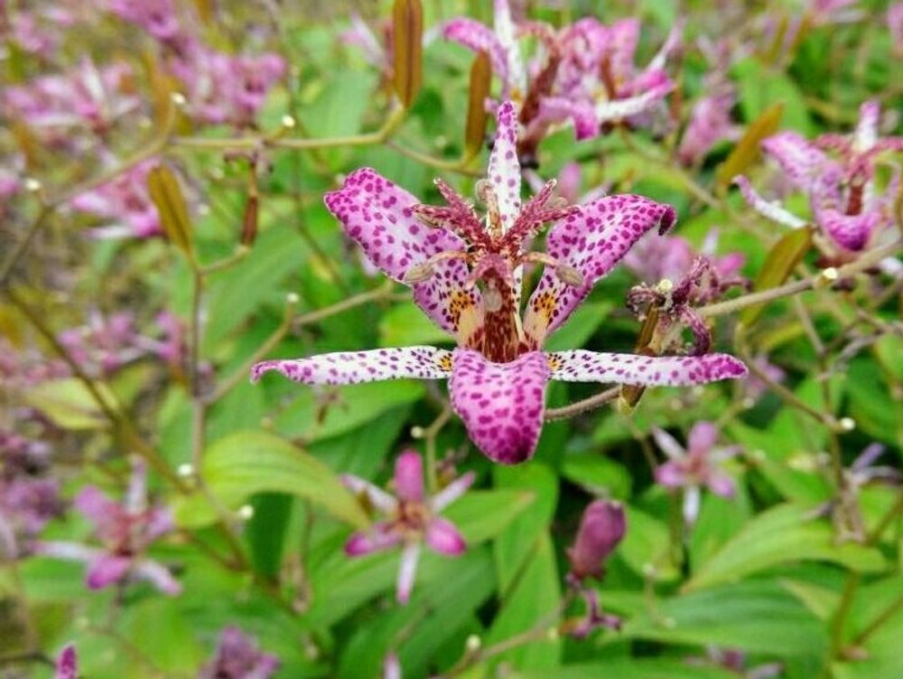 タイワンホトトギス　ピンク色の花