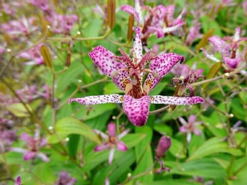 ホトトギスの育て方 植え付けや植え替えの時期は Greensnap グリーンスナップ