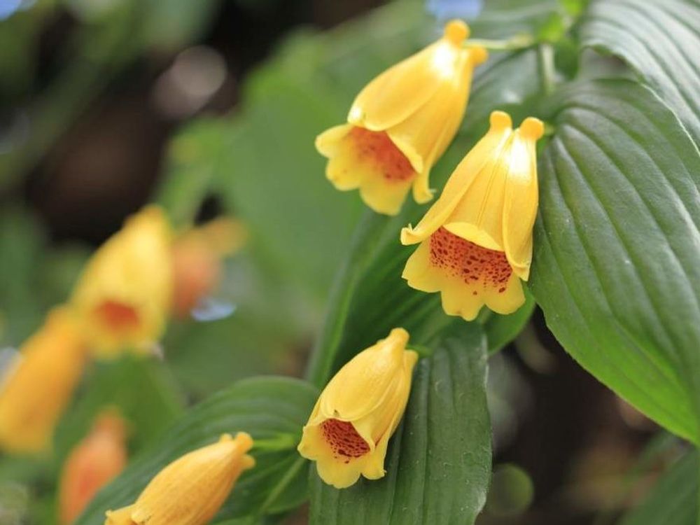 ジョウロウホトトギス　オレンジ色の花