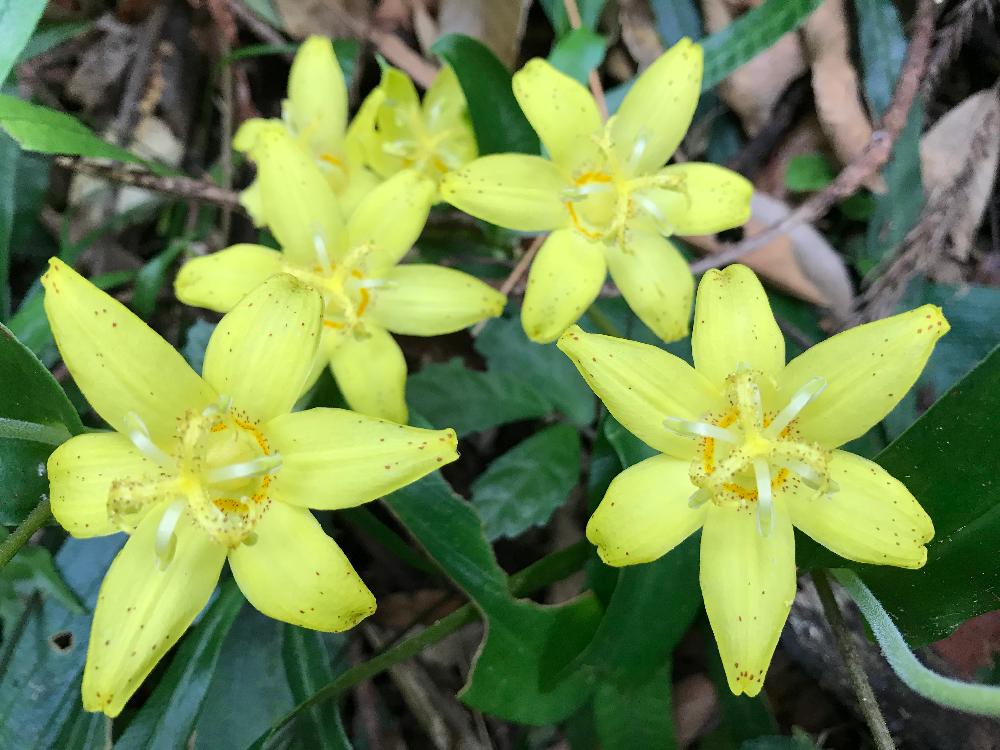 キバナノホトトギス　黄色い花