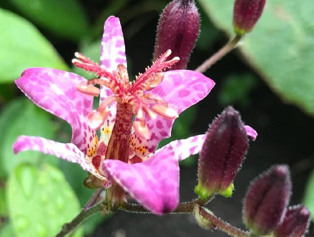 ホトトギス　ピンク色の花