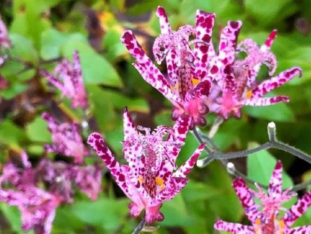 ホトトギス　ピンク色の花