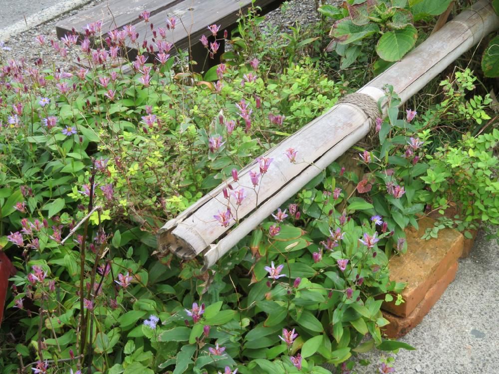 ホトトギス　地植え　ピンク色の花