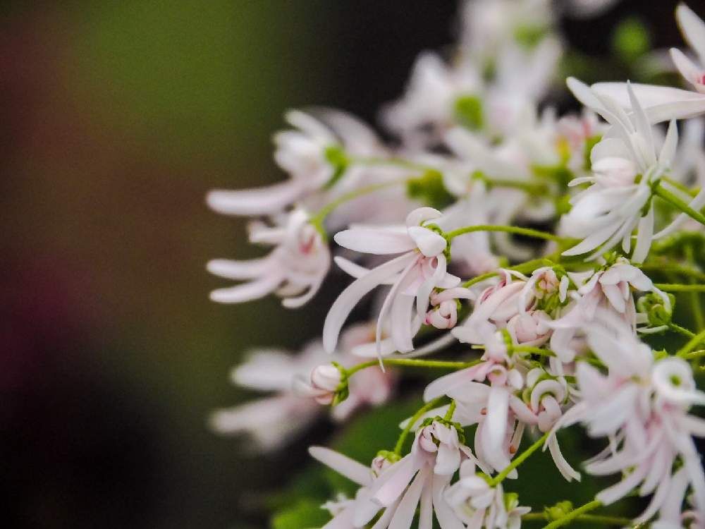 ダイモンジソウ(大文字草)　ピンク色の花