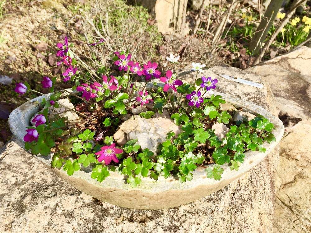 ダイモンジソウ(大文字草)　鉢植え　紫色の花