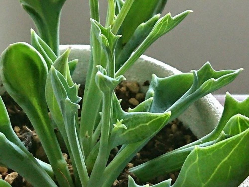 マサイの矢尻　鉢植え　株