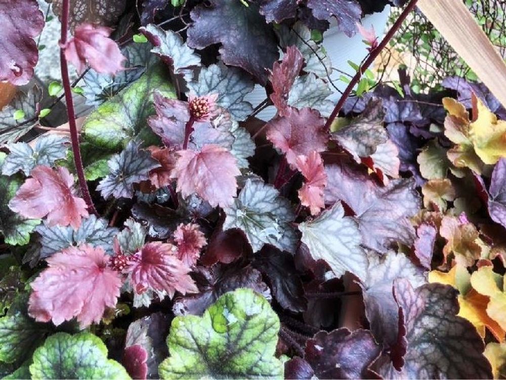 ヒューケラ　赤茶色の葉