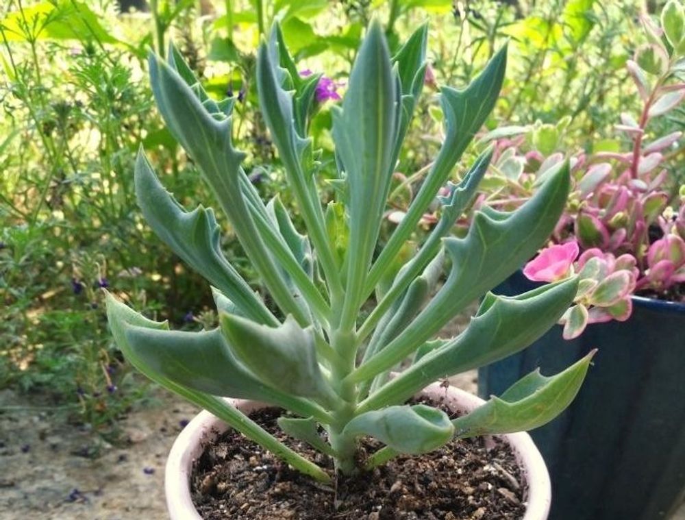 マサイの矢尻　鉢植え　葉