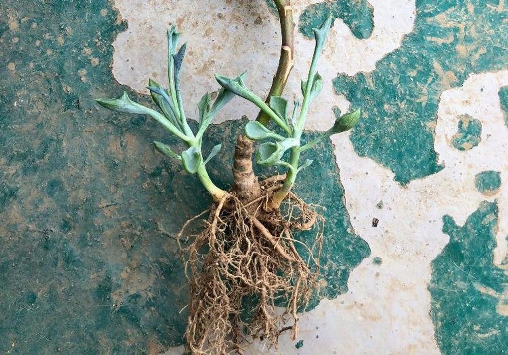 マサイの矢尻　株