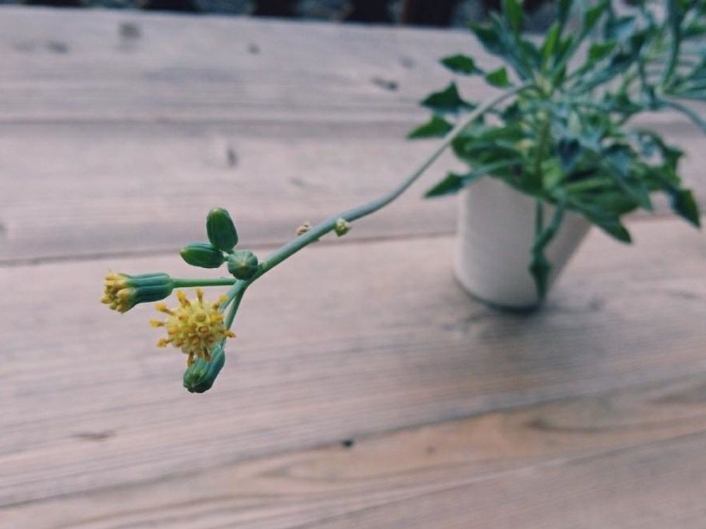 マサイの矢尻　黄色い花