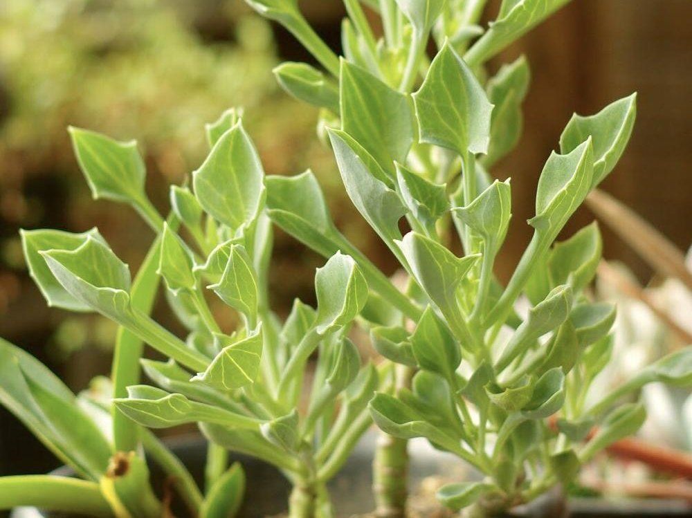 マサイの矢尻　葉茎