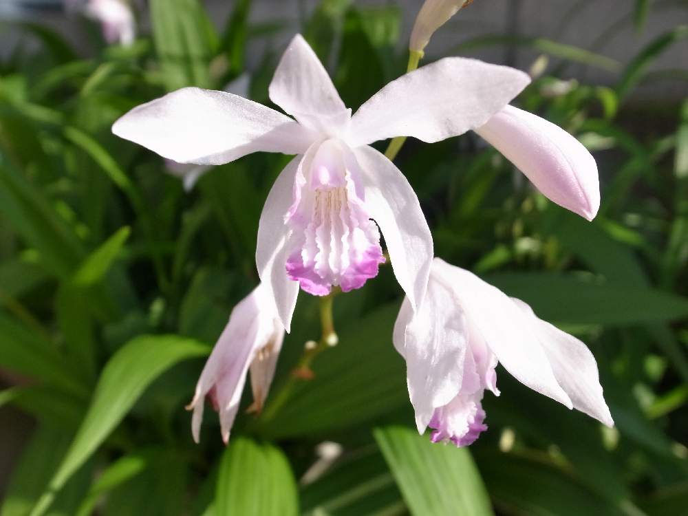 シラン(紫蘭)　白い花