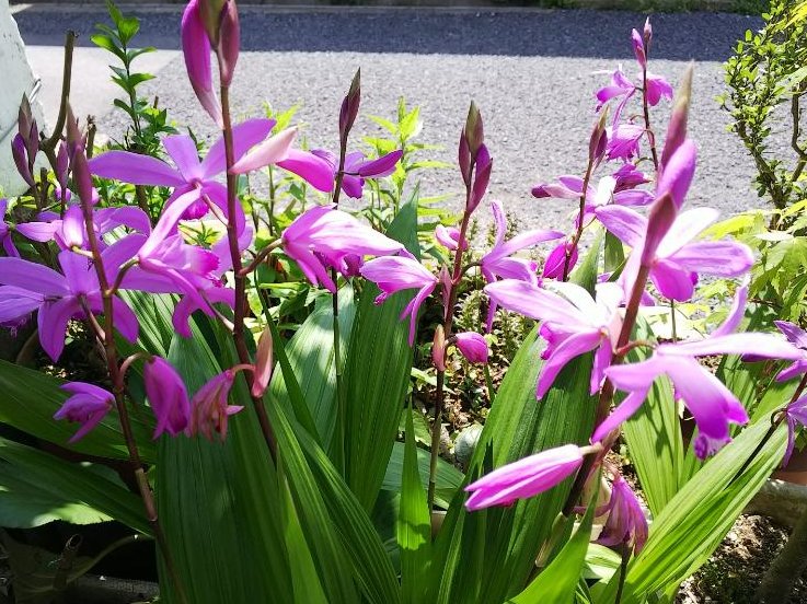 シラン(紫蘭)　ピンク色の花