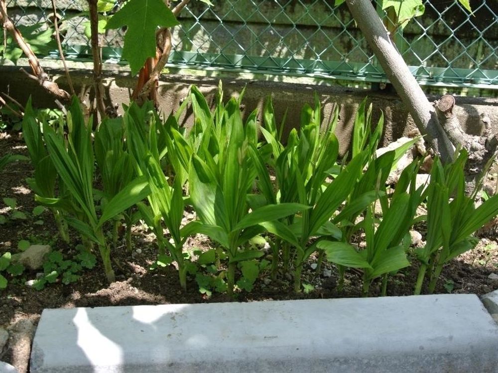 シラン(紫蘭)　地植え　葉