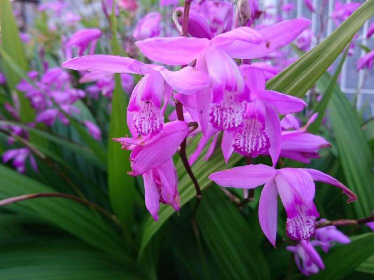 シラン(紫蘭)　ピンク色の花