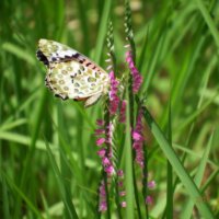 ネジバナ(捩花)の育て方｜種まきや苗の植え替え時期、増やし方は？の画像