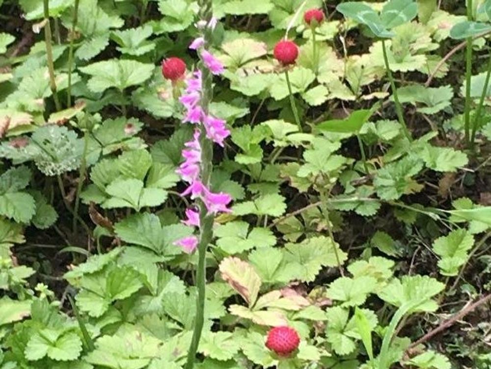 ネジバナ(捩花)　ピンク色の花