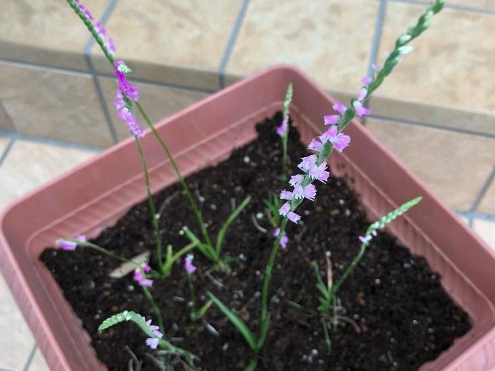 ネジバナ(捩花)　鉢植え　ピンク色の花