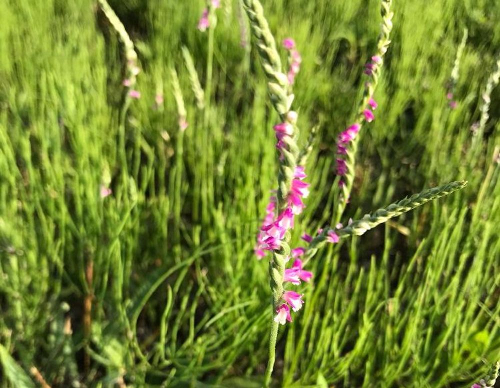 ネジバナ(捩花)　ピンク色の花
