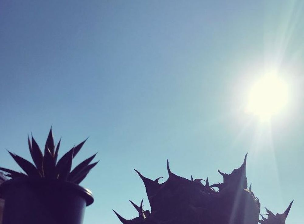 セロシア　鉢植え　青空