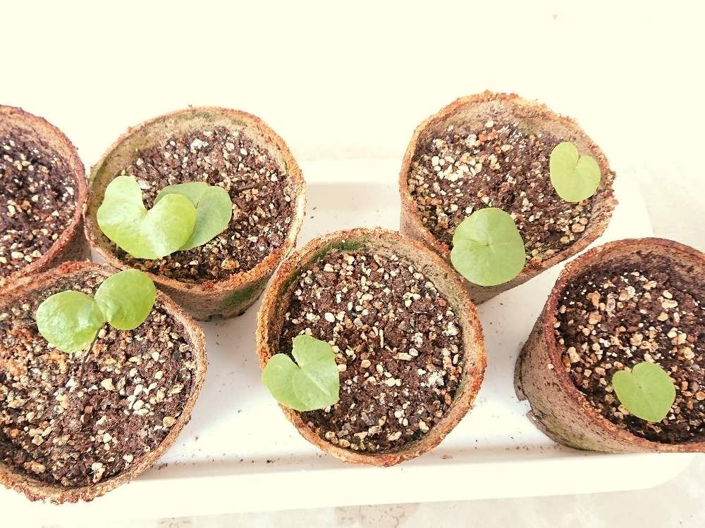 亀甲竜　鉢植え　株