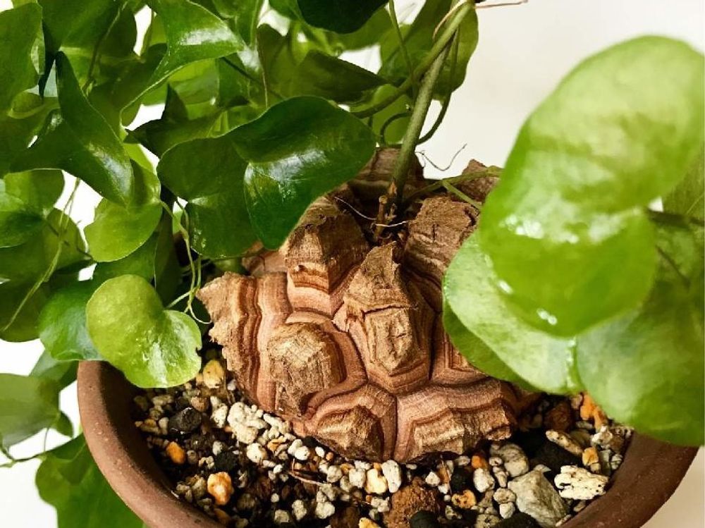 亀甲竜　鉢植え　株