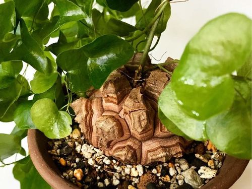 亀甲竜の育て方 種まきや植え替え 休眠の時期とは Greensnap グリーンスナップ