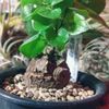 亀甲竜の育て方｜種まきや植え替え、休眠の時期とは？の画像
