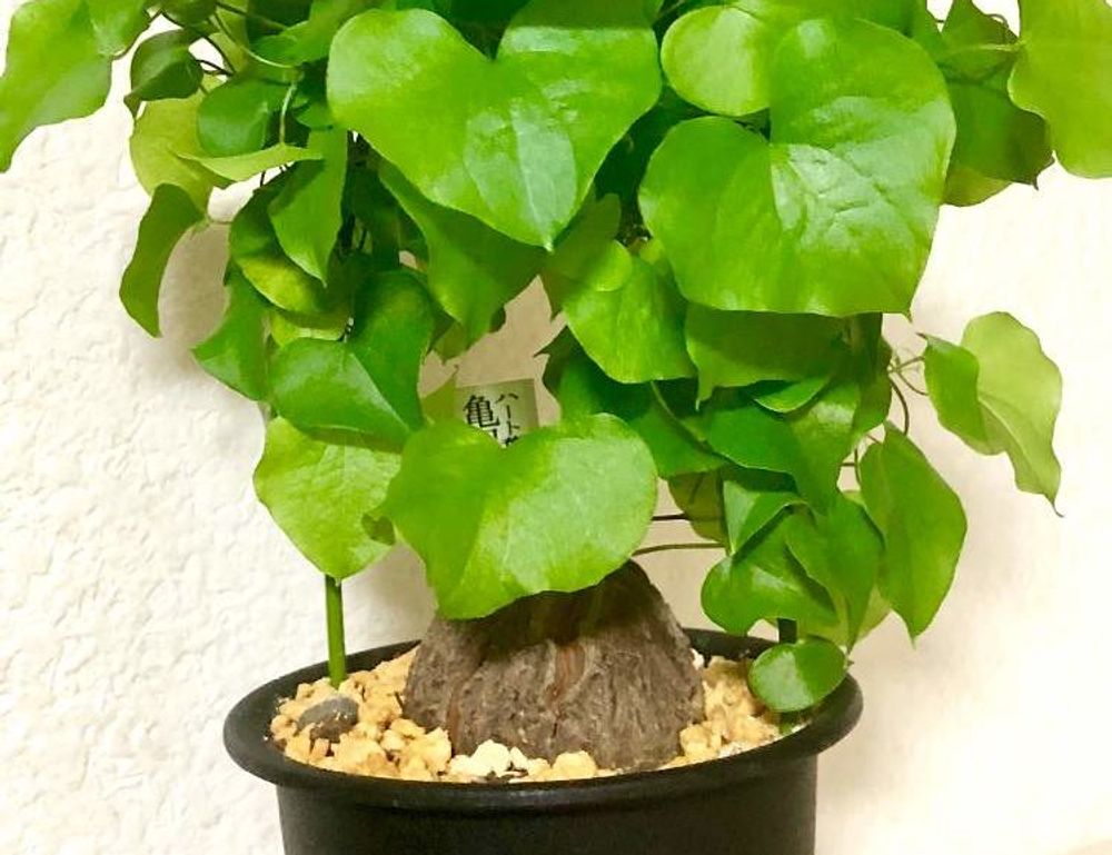 亀甲竜　鉢植え　株　葉