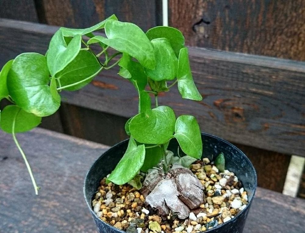 亀甲竜　鉢植え　葉