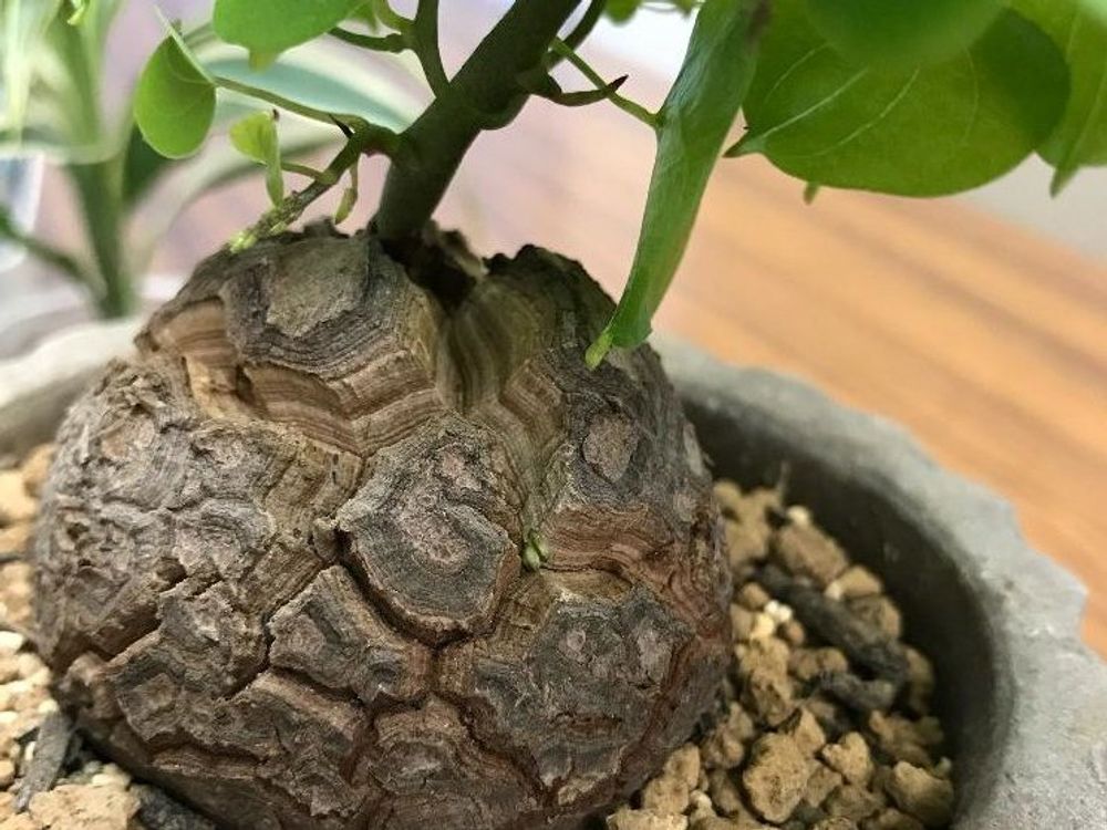 亀甲竜　鉢植え　株