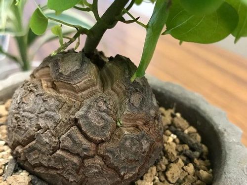 亀甲竜の育て方 種まきや植え替え 休眠の時期とは Greensnap グリーンスナップ