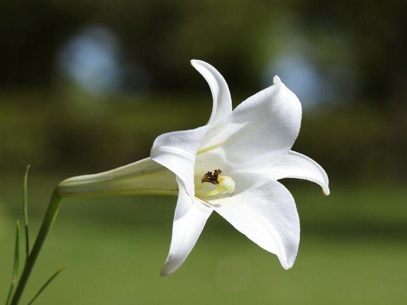 ユリ(百合)　白い花