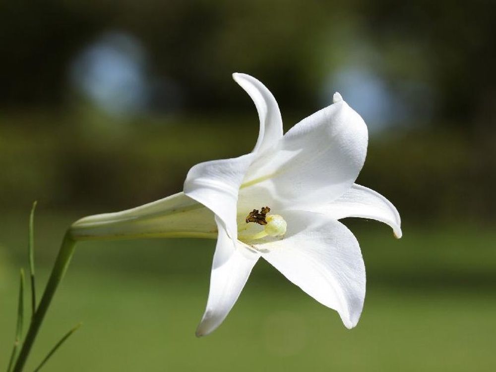 ユリ(百合)　白い花