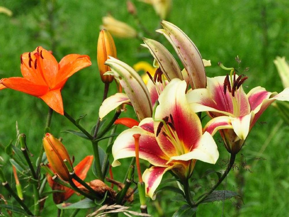 ユリ(百合)　白い花　オレンジ色の花