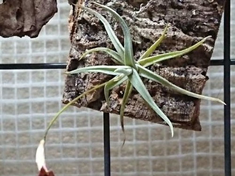 エアプランツ(チランジア)　花