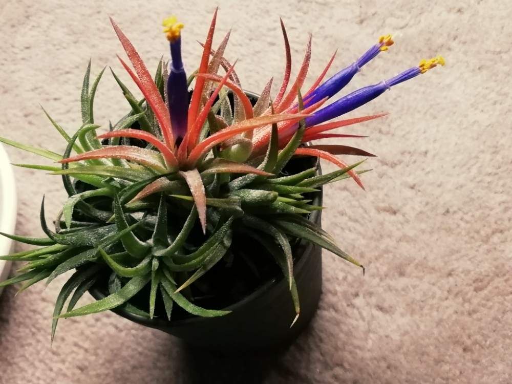エアプランツ(チランジア)　鉢植え　葉
