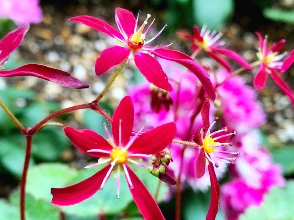 ダイモンジソウ(大文字草)　紅色の花