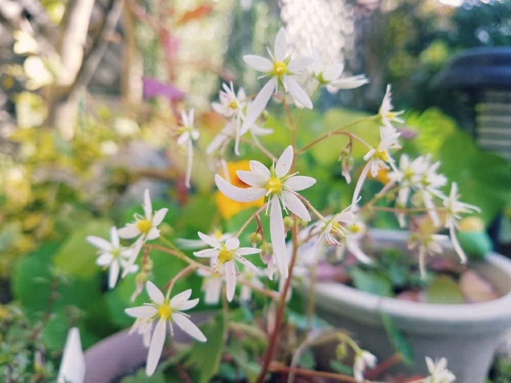 ダイモンジソウ(大文字草)　白い花