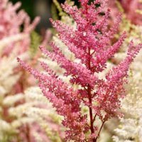 アスチルベの育て方｜植え付けや株分けの方法は？枯れる原因は？の画像
