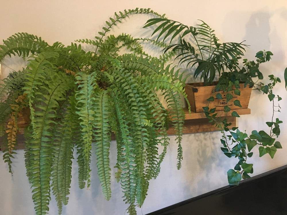 タマシダ　インテリアプランツ